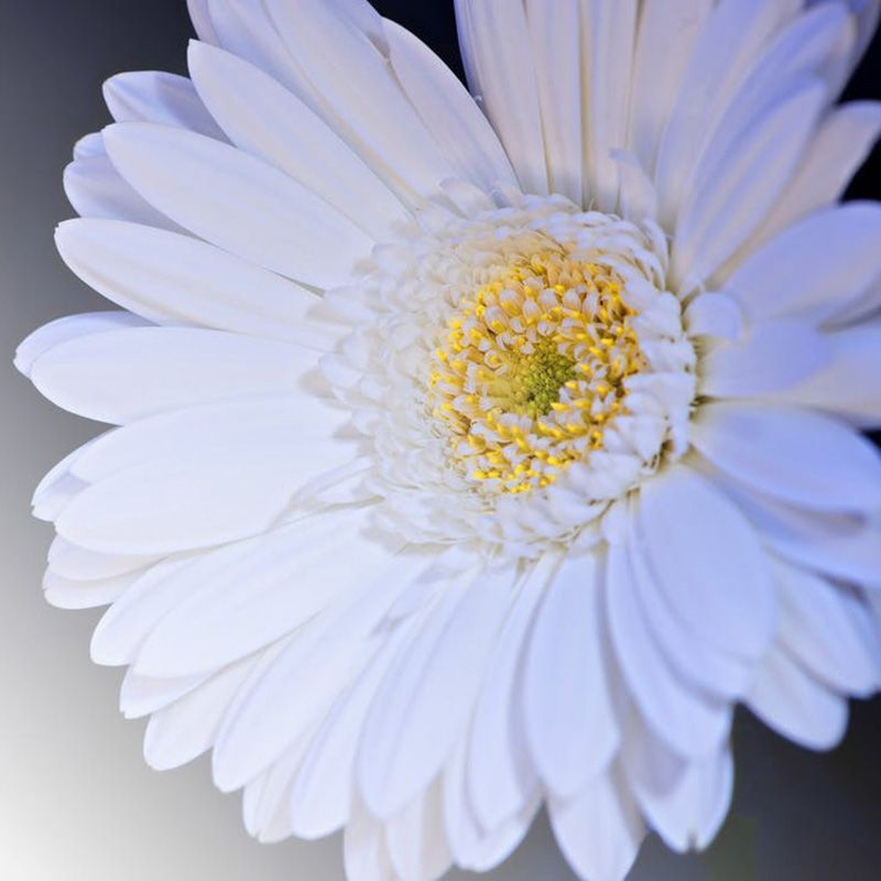 flowersbyflox