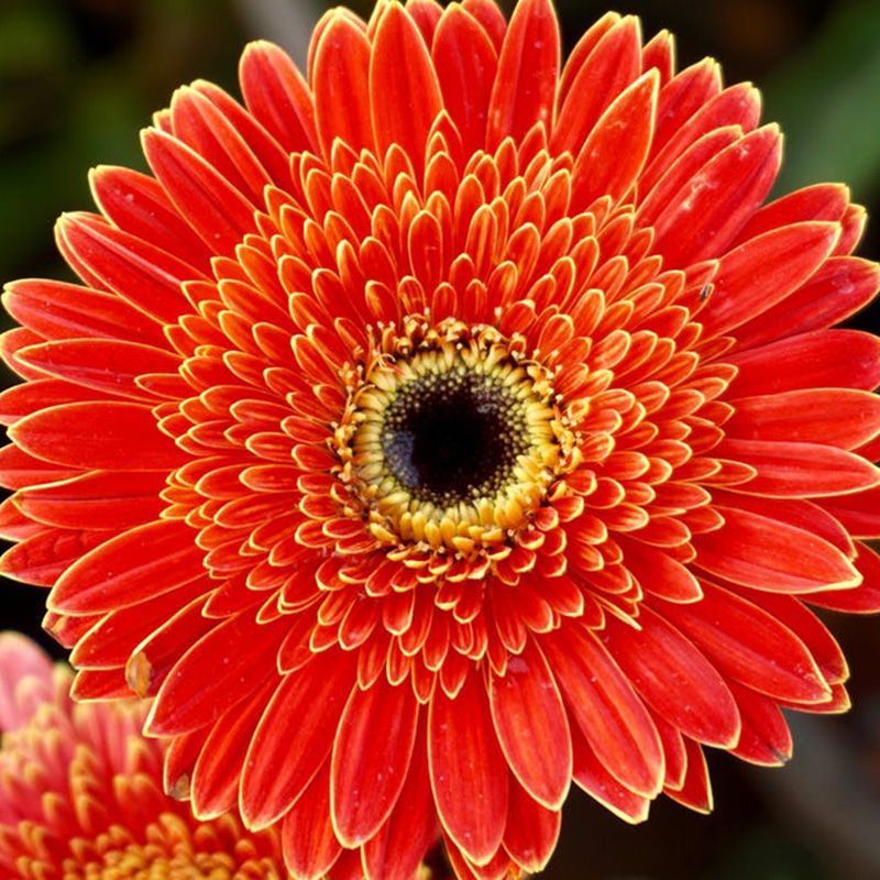 flowersbyflox