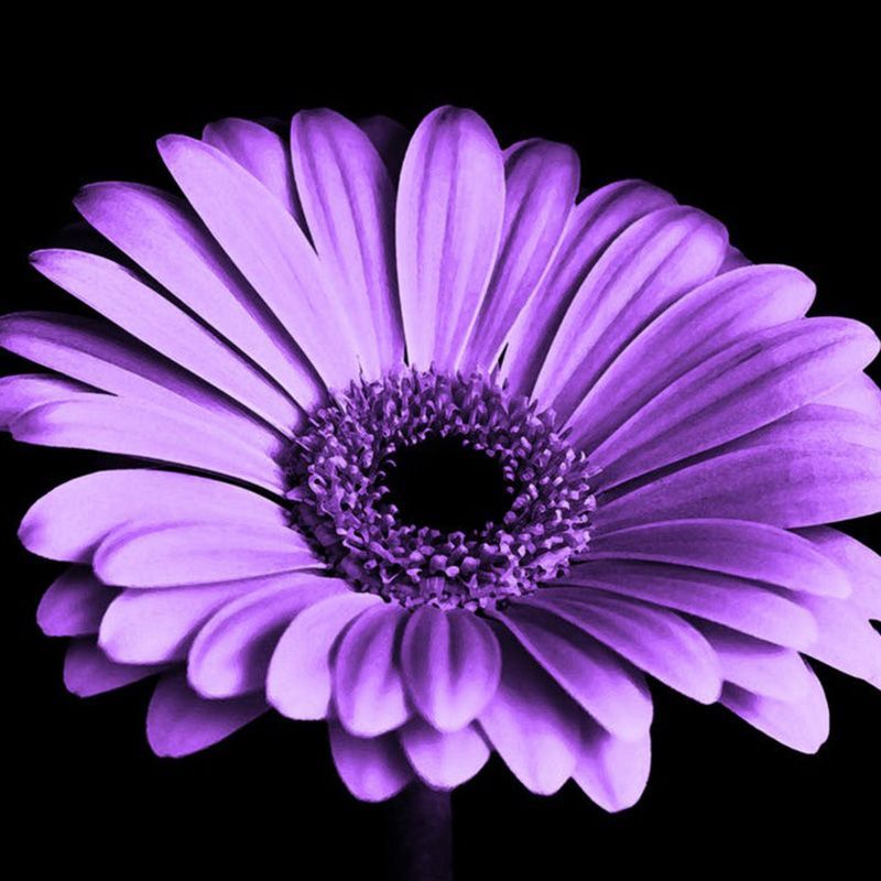 flowersbyflox