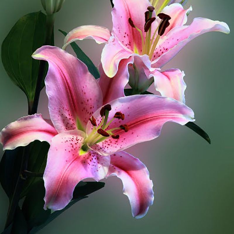flowersbyflox
