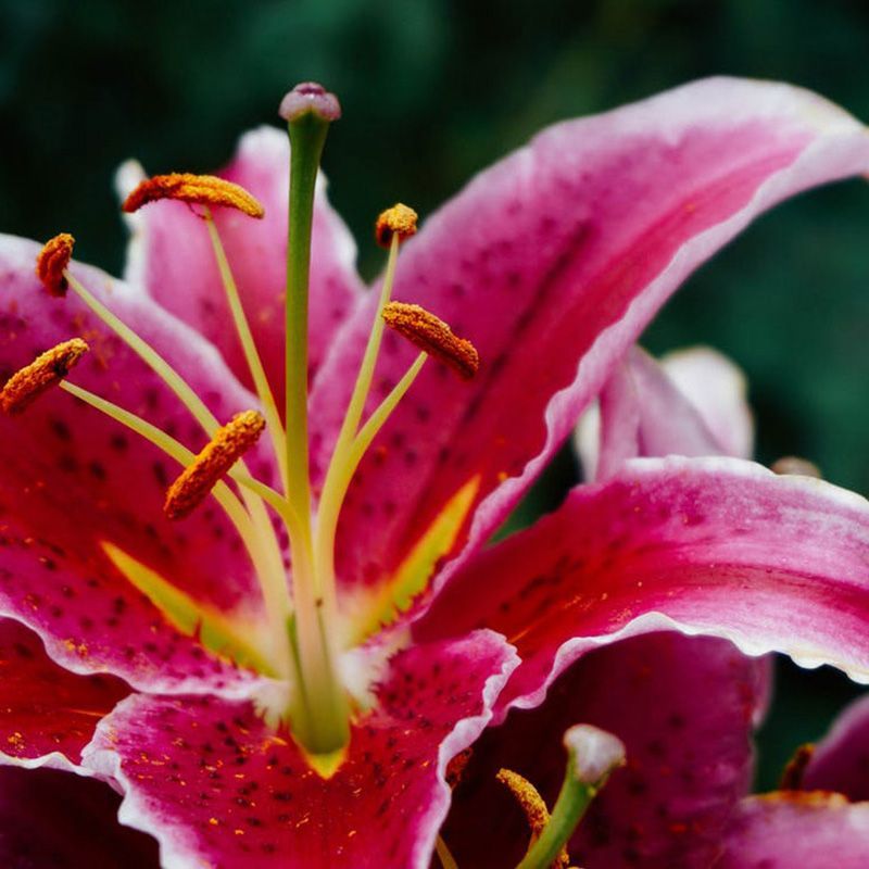 flowersbyflox