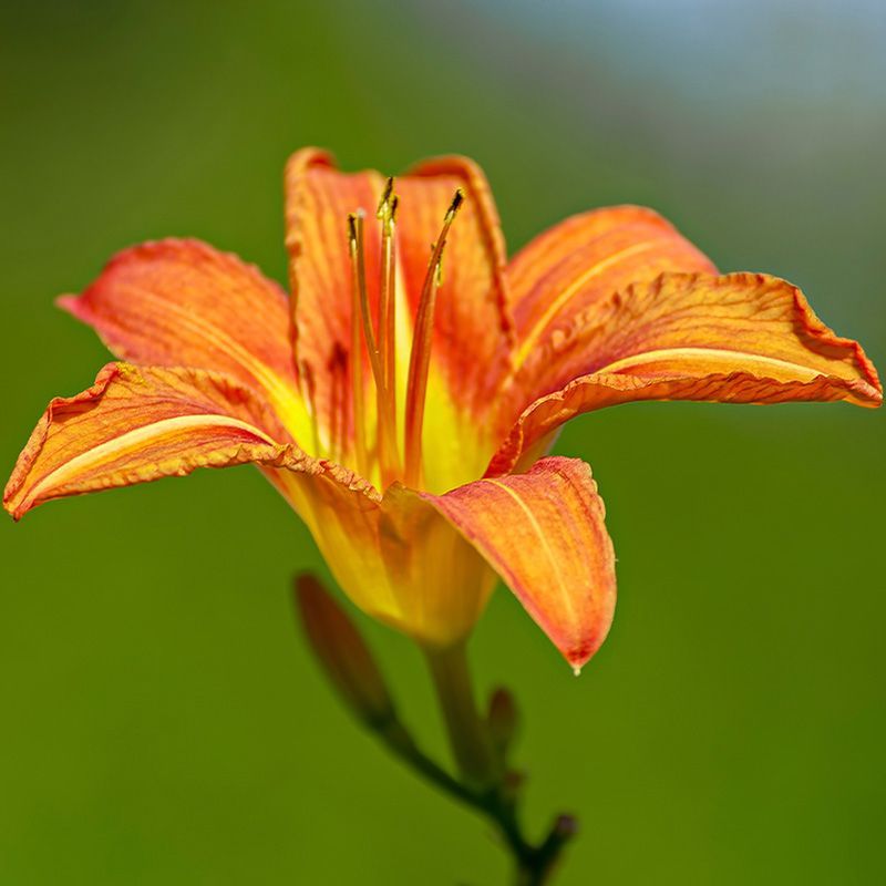 flowersbyflox