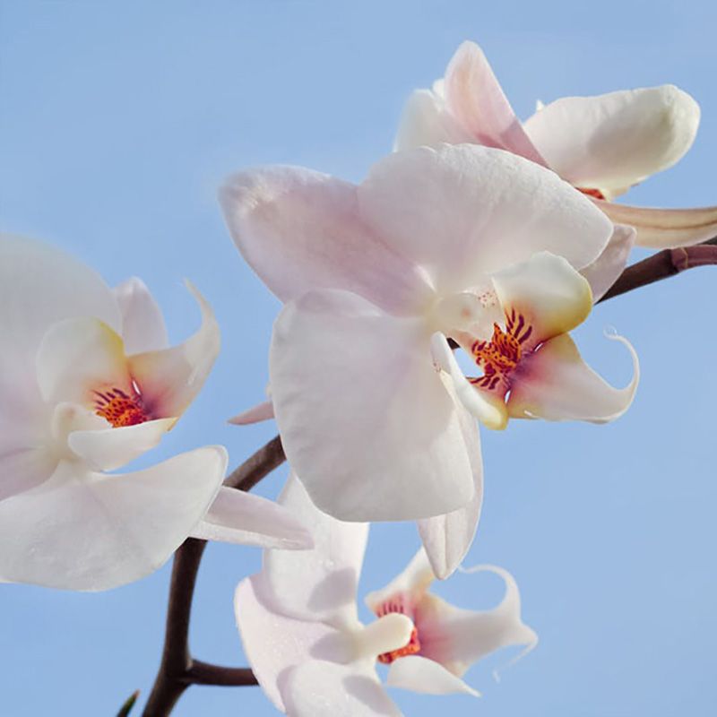 flowersbyflox