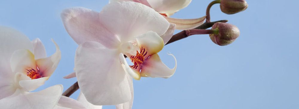 flowersbyflox