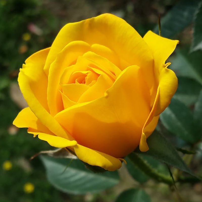 flowersbyflox