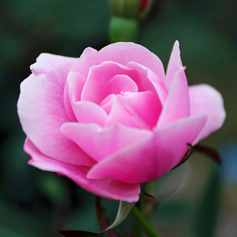 flowersbyflox