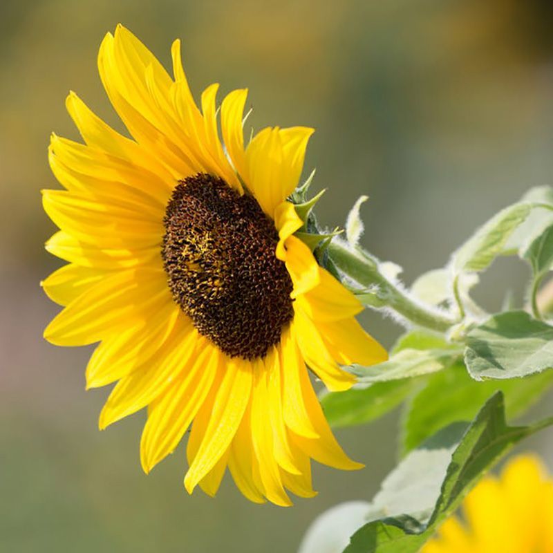 flowersbyflox