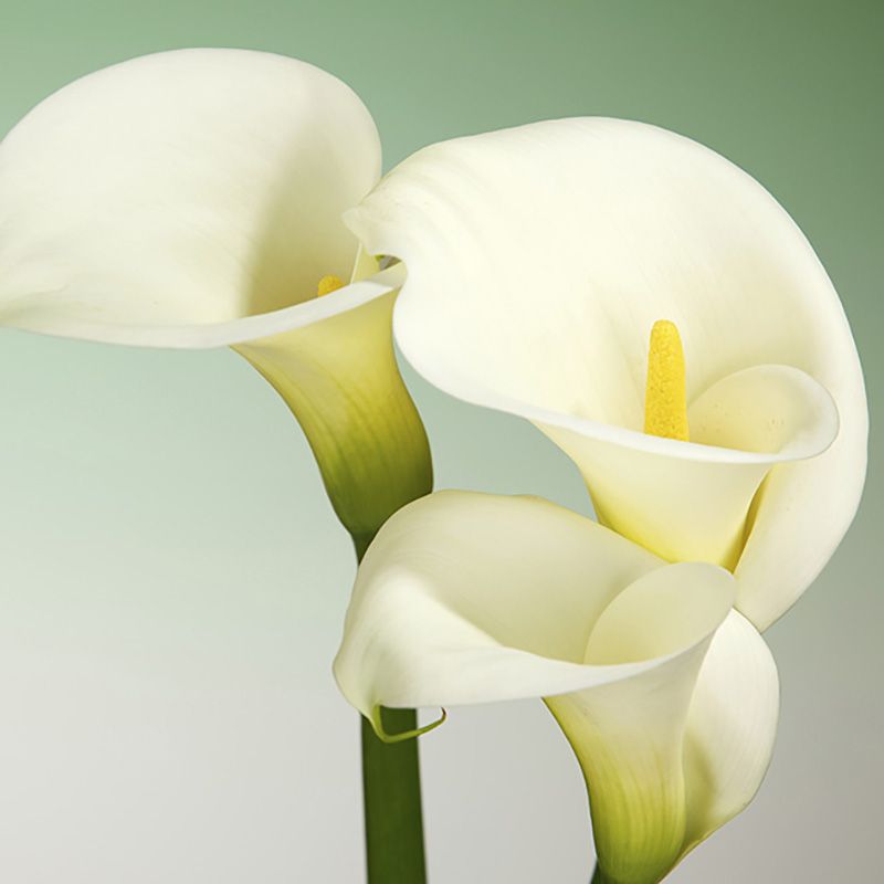 flowersbyflox