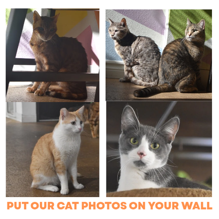 Four cats of different colors and patterns. The text states, 
