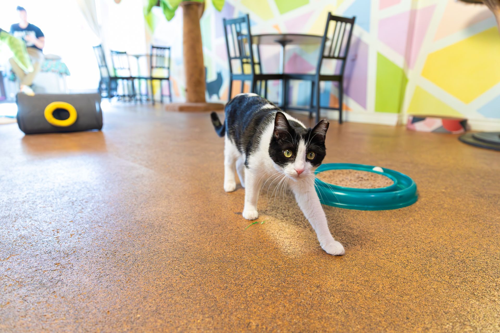 A black and white cat is walking on the floor in a room.