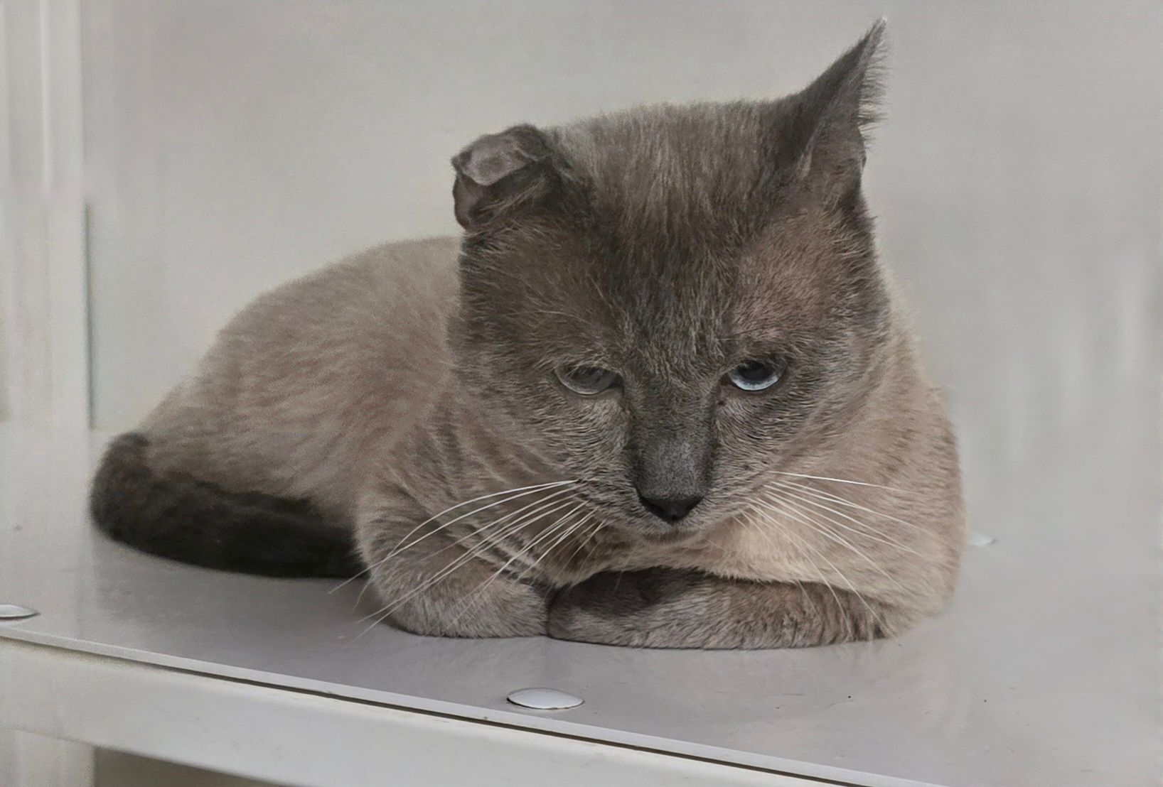 A gray cat is laying on top of a white shelf.