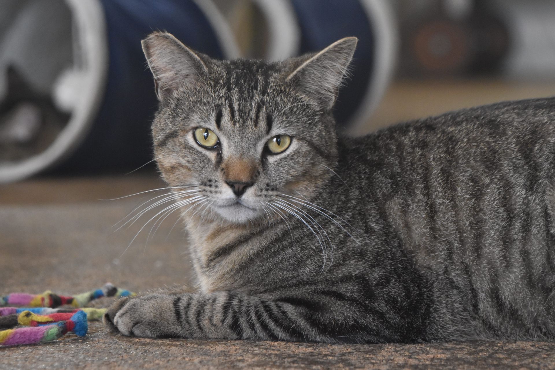 Gray tabby cat lying on a carpet, looking at the camera, with a colorful toy nearby.