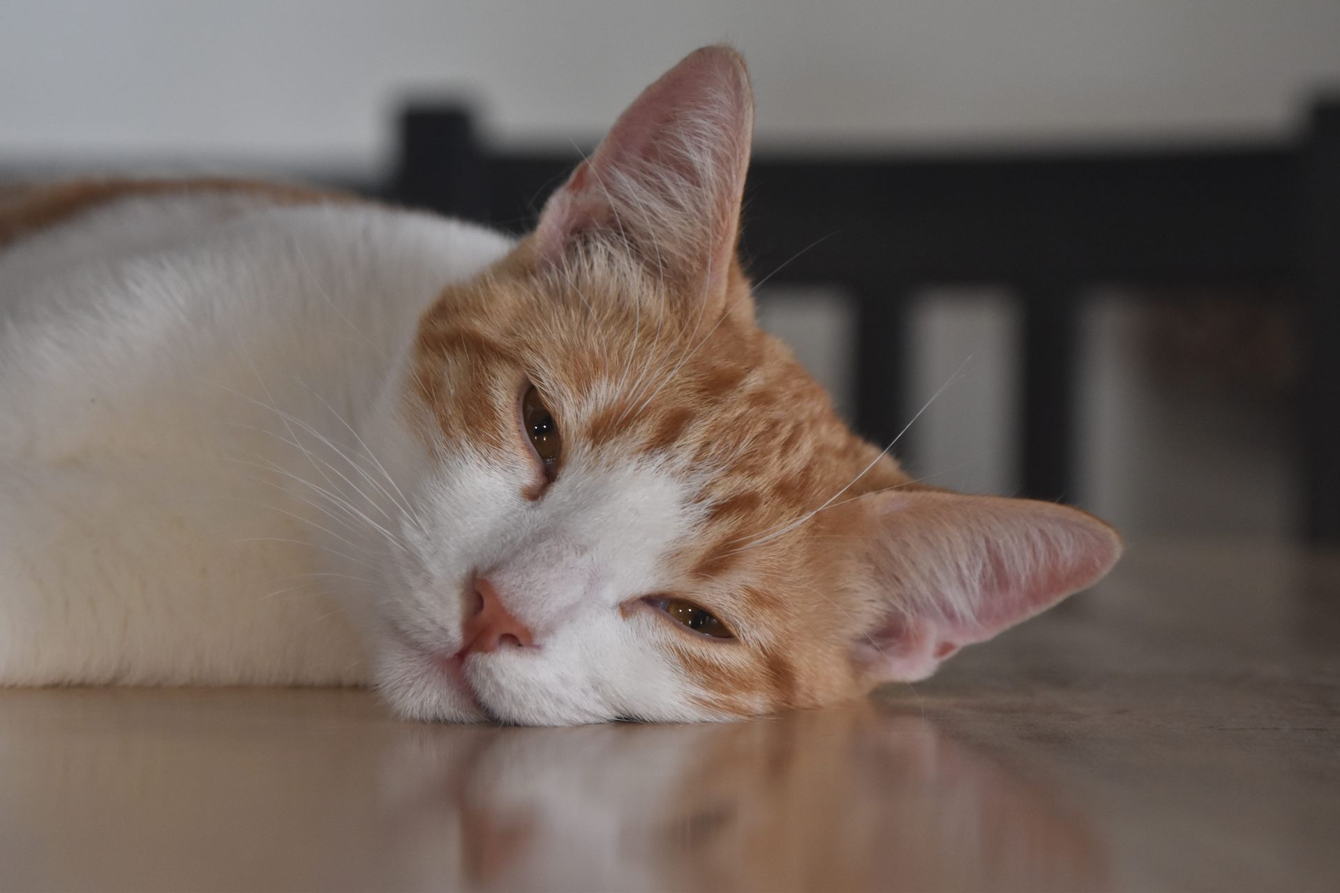 Orange-and-white cat sleeping on a wooden floor, head resting sideways in soft light