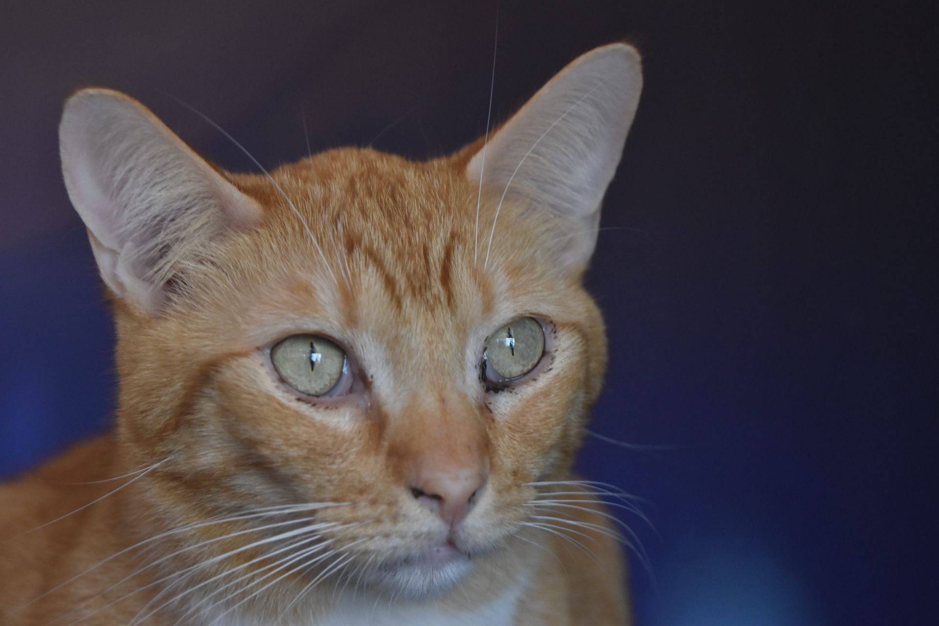 Orange tabby cat with green eyes against a dark background