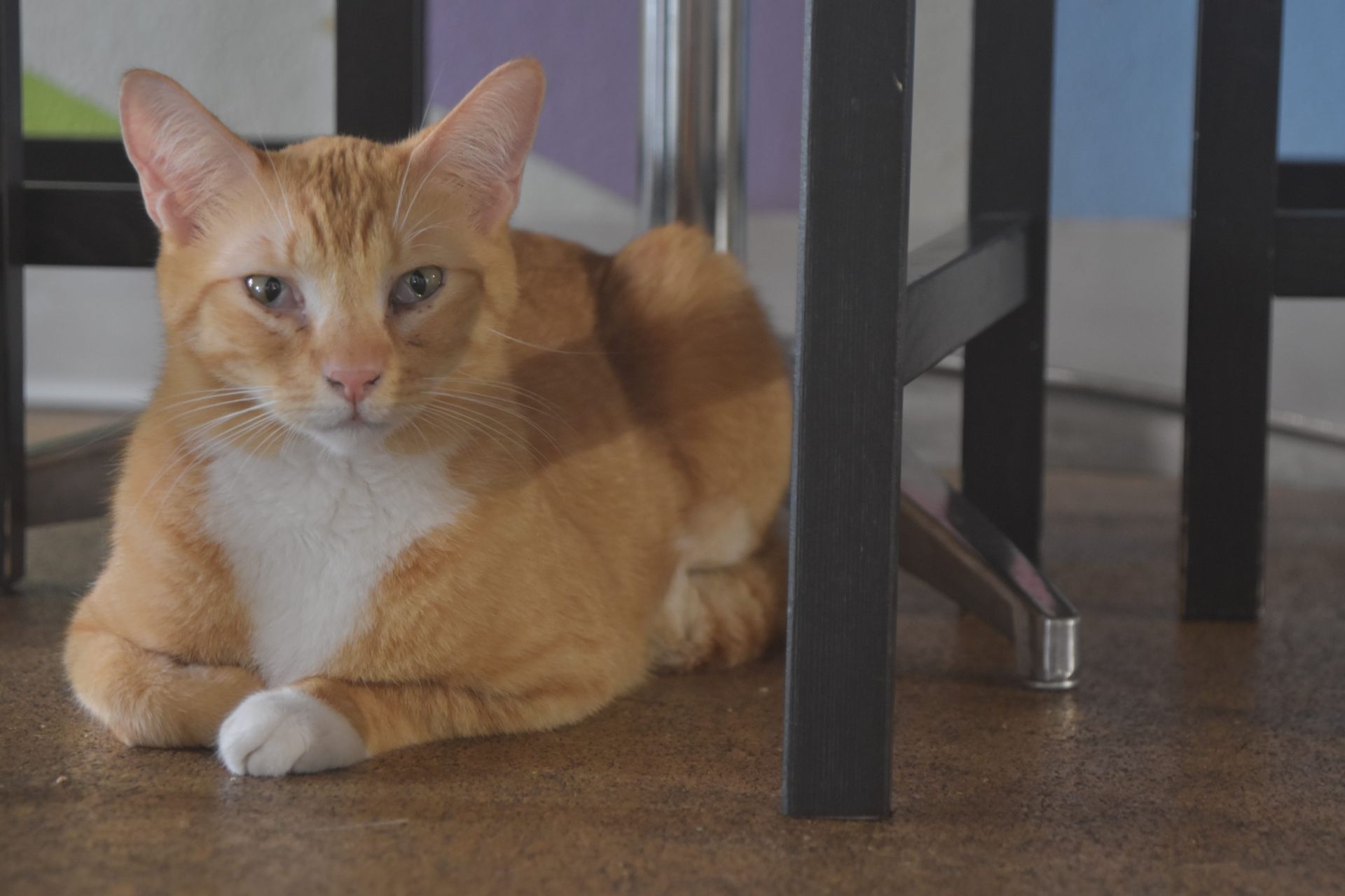 Orange cat lying on a wooden floor under a table, facing forward.