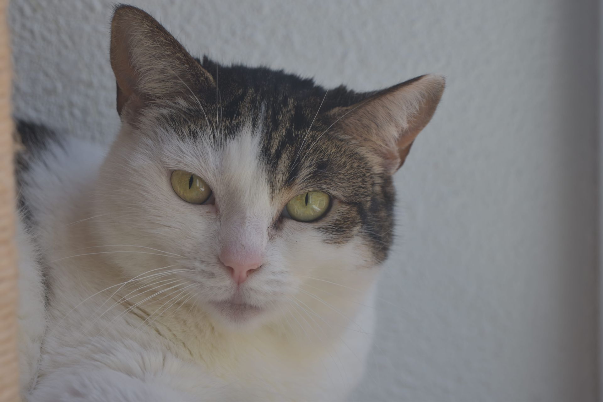 White and tabby cat with green eyes looking at the camera indoors