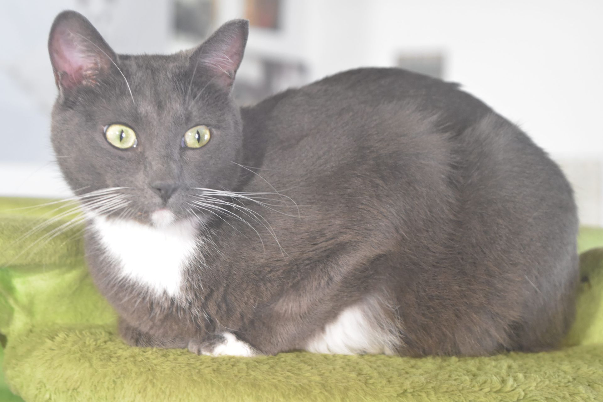 Gray cat with white chest and paws lying on a green blanket