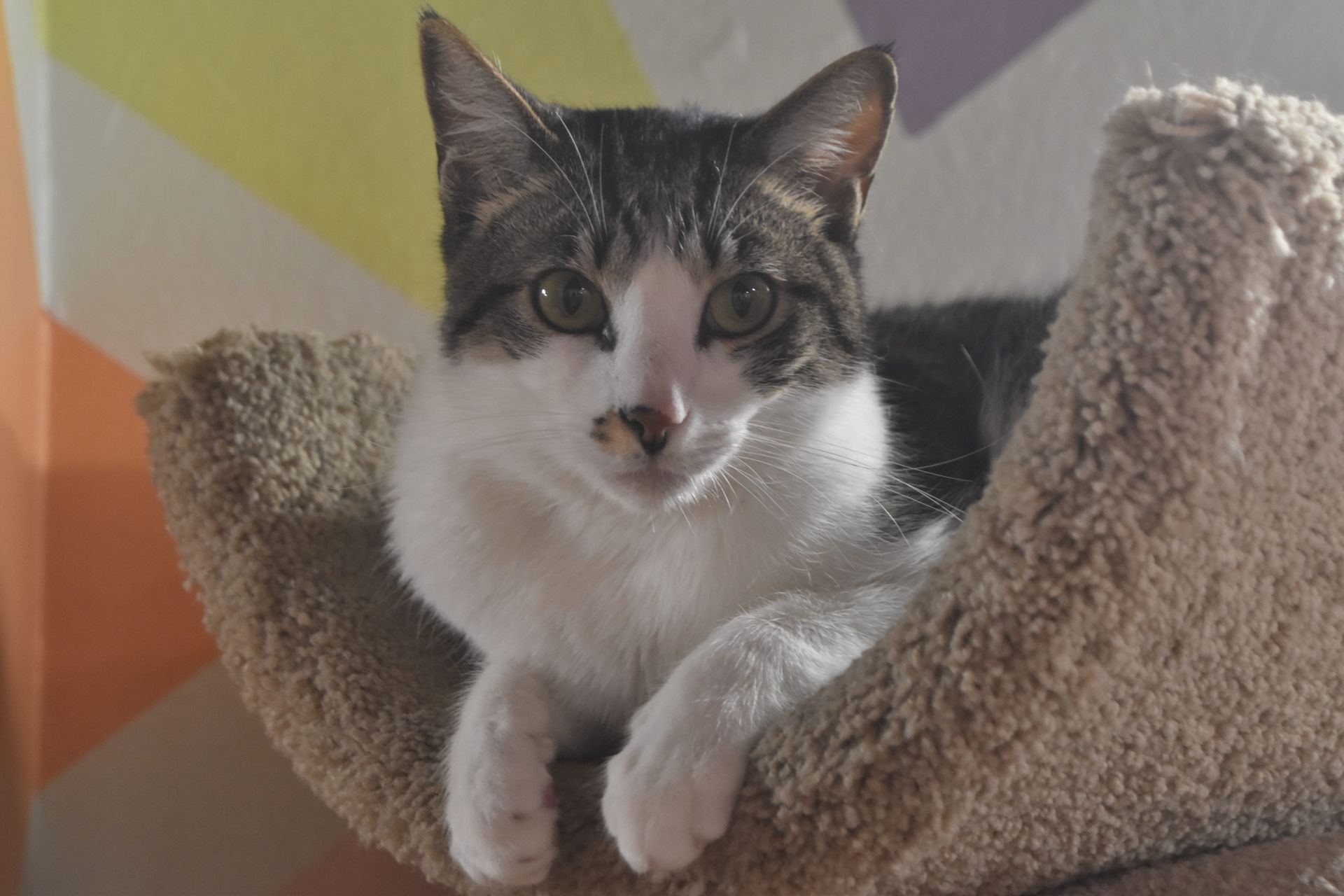 Tabby cat lounging in a beige cat tree, facing the camera against a colorful wall.
