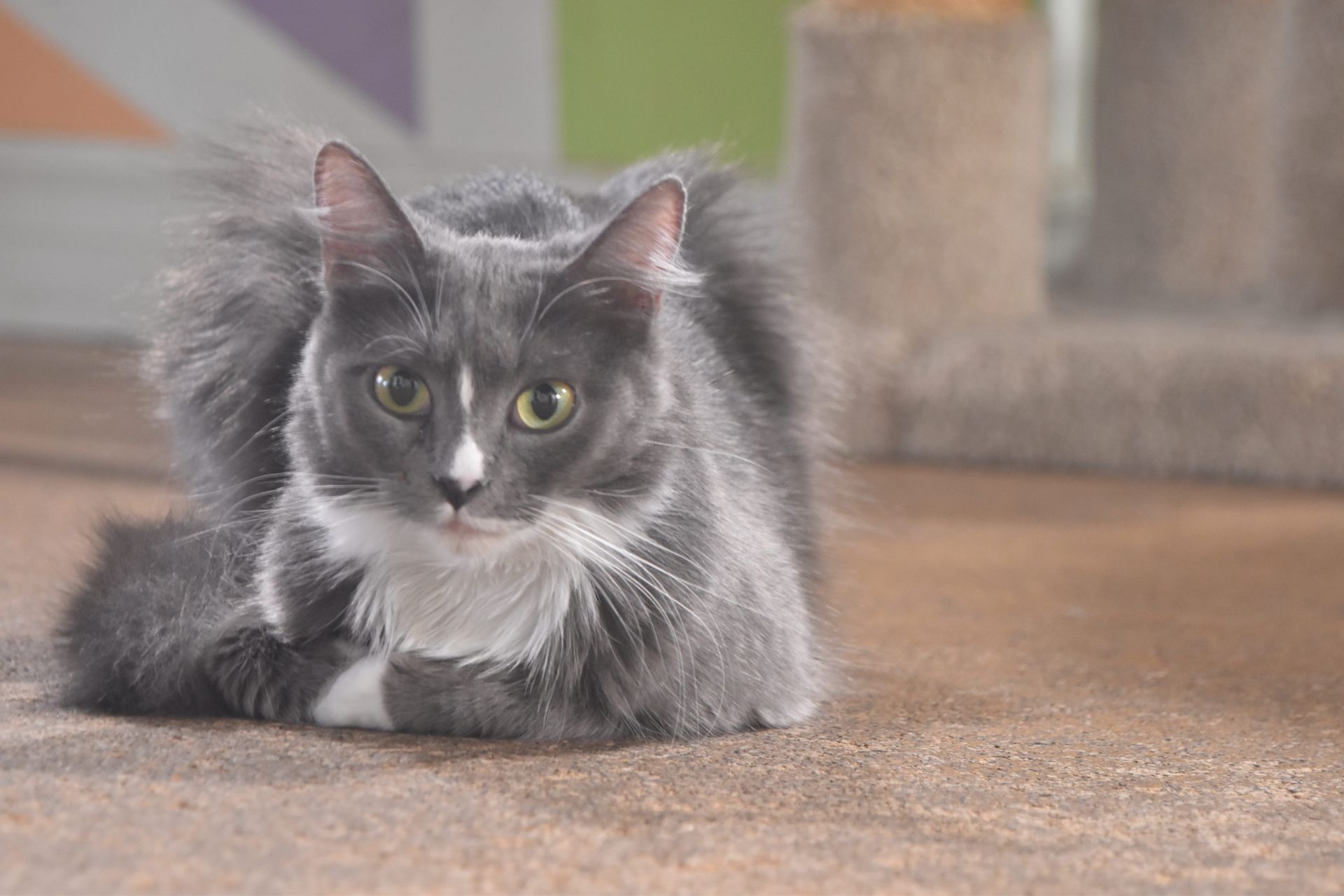 Gray long-haired cat lying on a carpet, looking at the camera