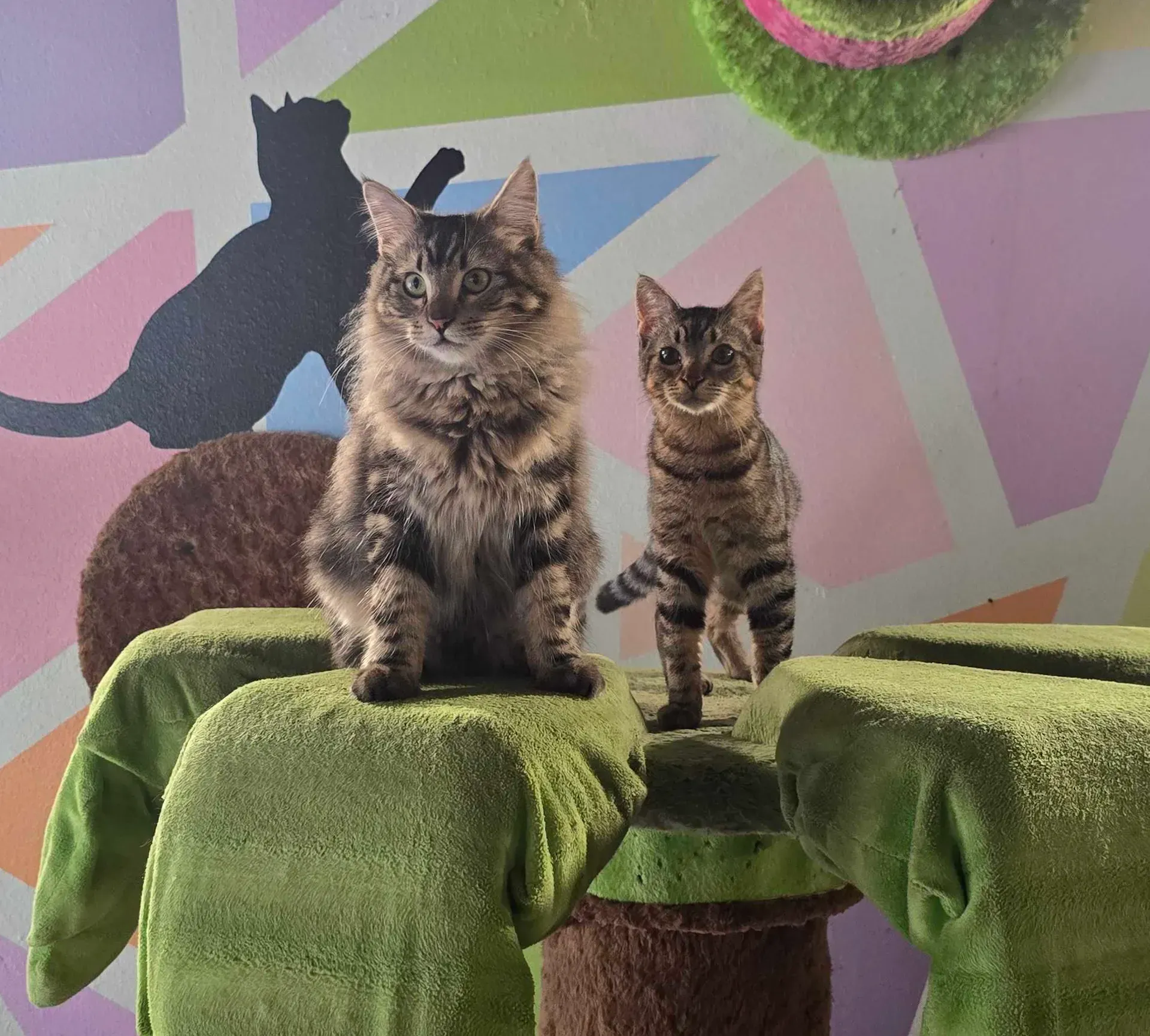 Two tabby cats sitting on a green perch against a colorful wall mural