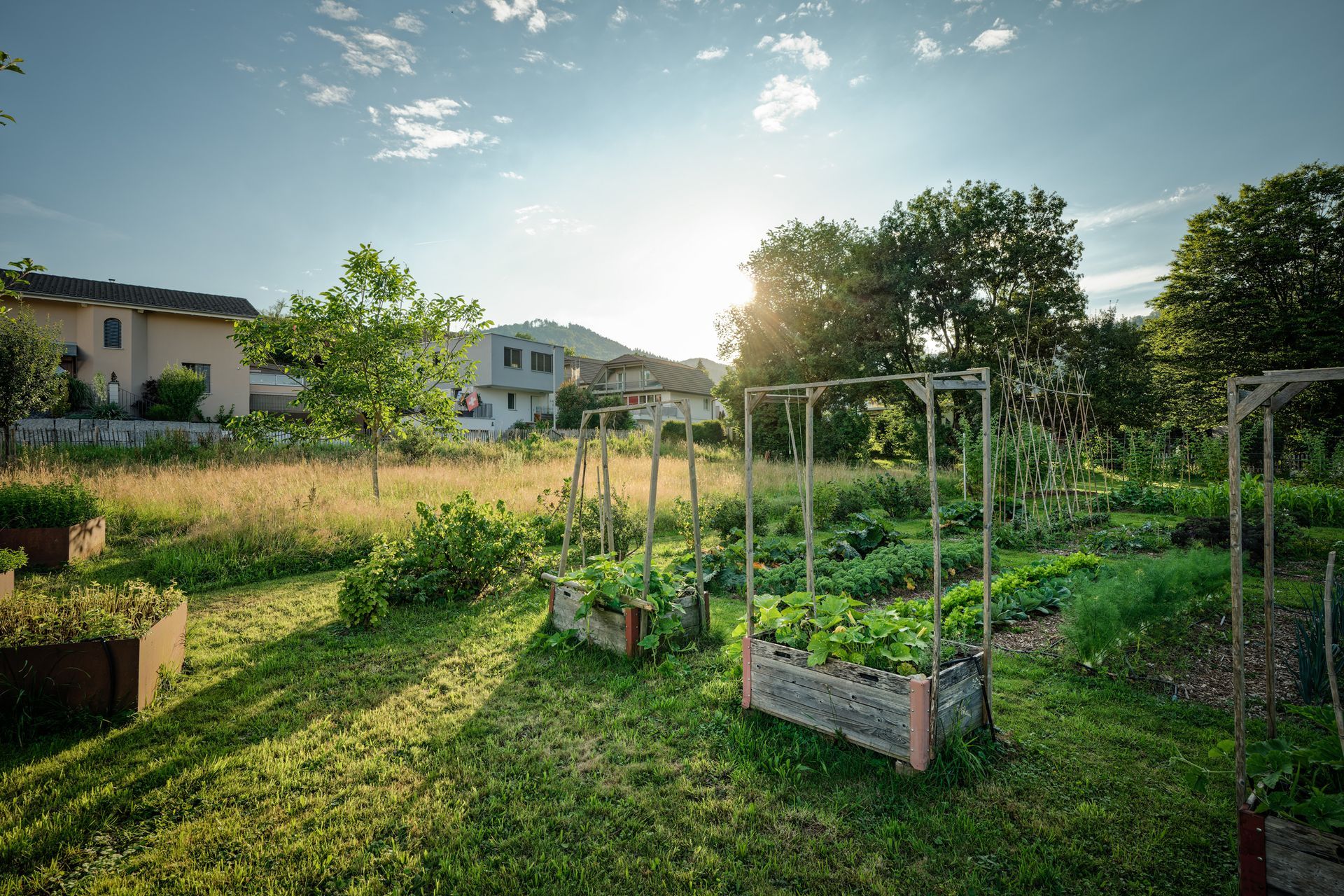 Gemeinschaftsgarten mit Hochbeeten und Rankgitter in sonniger Hinterhofszene