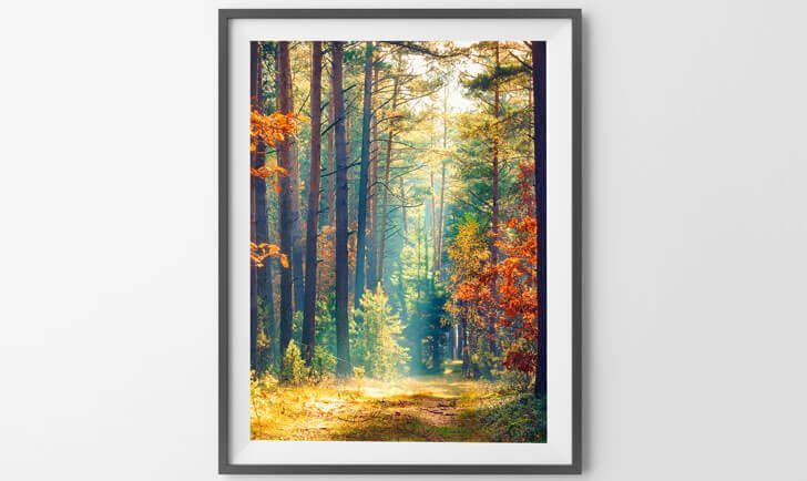 Framed autumn forest path with tall trees and golden sunlight filtering through
