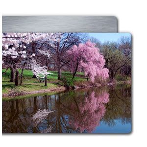 Cherry blossoms and pink trees reflected in a calm river by a grassy shoreline