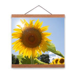 Sunflower with bright yellow petals against a blue sky, framed as a hanging print