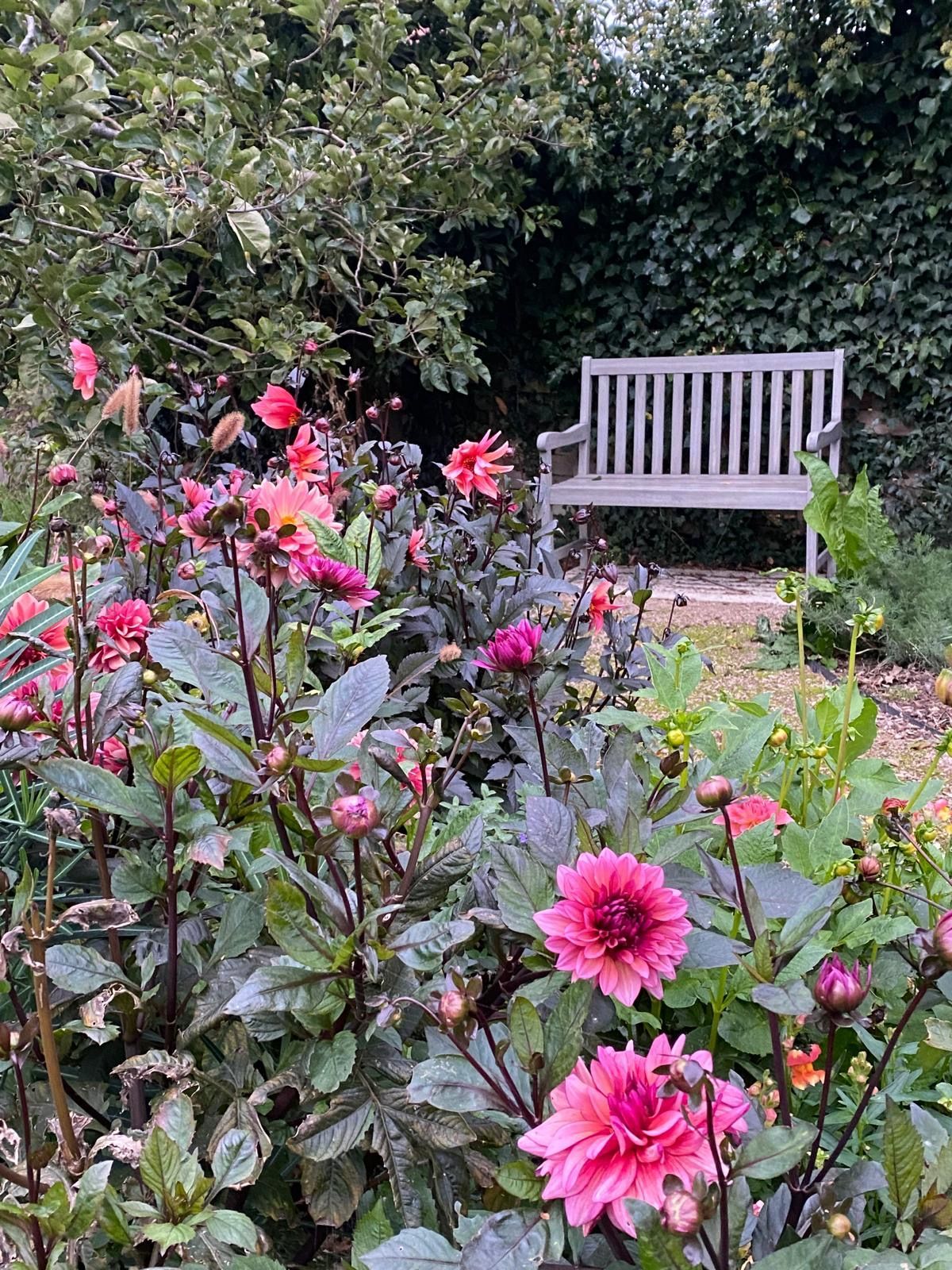 Garden design, planting, wildlife-friendly, dahlias, cotswold, cottage, secluded bench, vibrant, colourful
