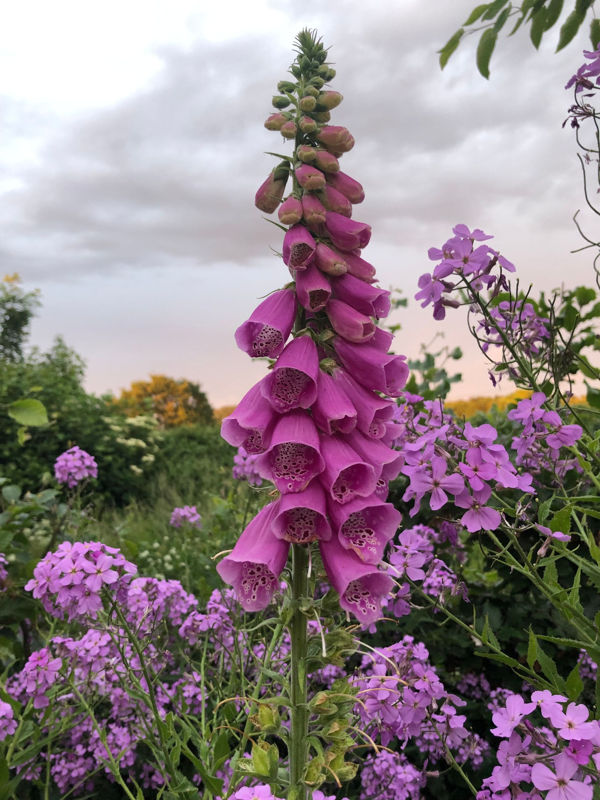 Planting design, wildlife-friendly, pollinator, cotswold, cottage, farmhouse, foxglove, digitalis, pinks and purples