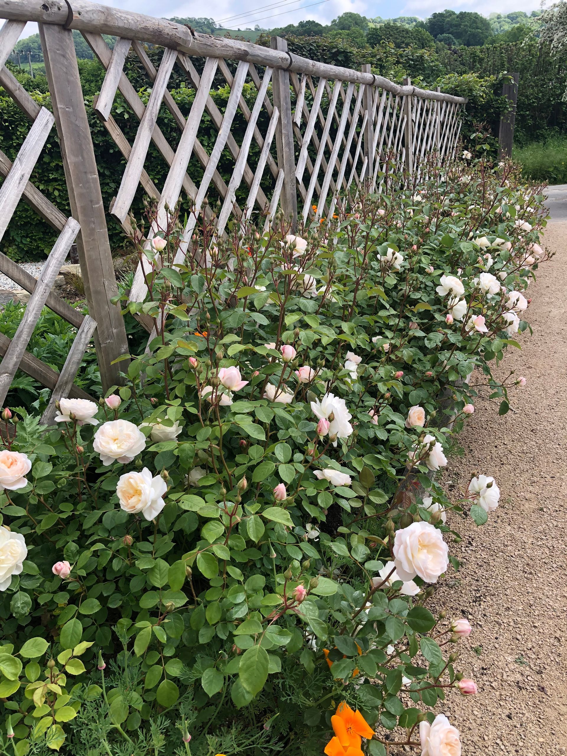 Rose hedge, Desdamona, cottage garden, english, scented, chestnut trellis, sustainable, self-binding gravel, driveway