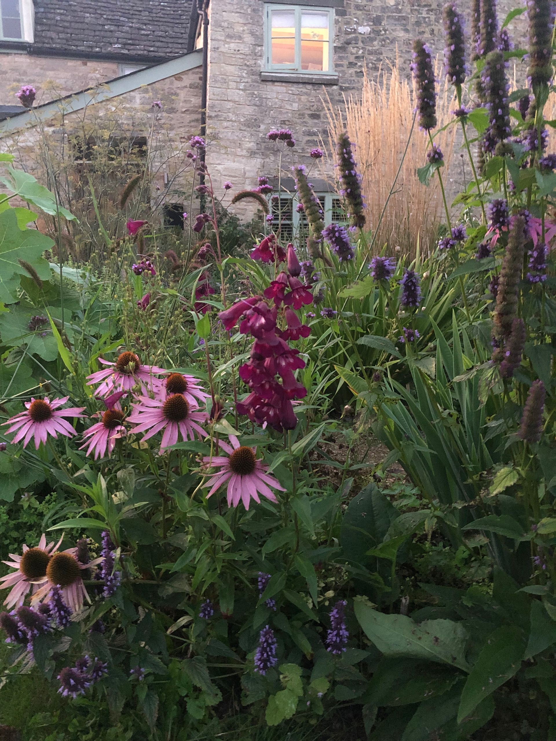 Garden planting design, wildlife-friendly, pollinators, cotswold cottage farmhouse, naturalistic, penstemon agastache verbena