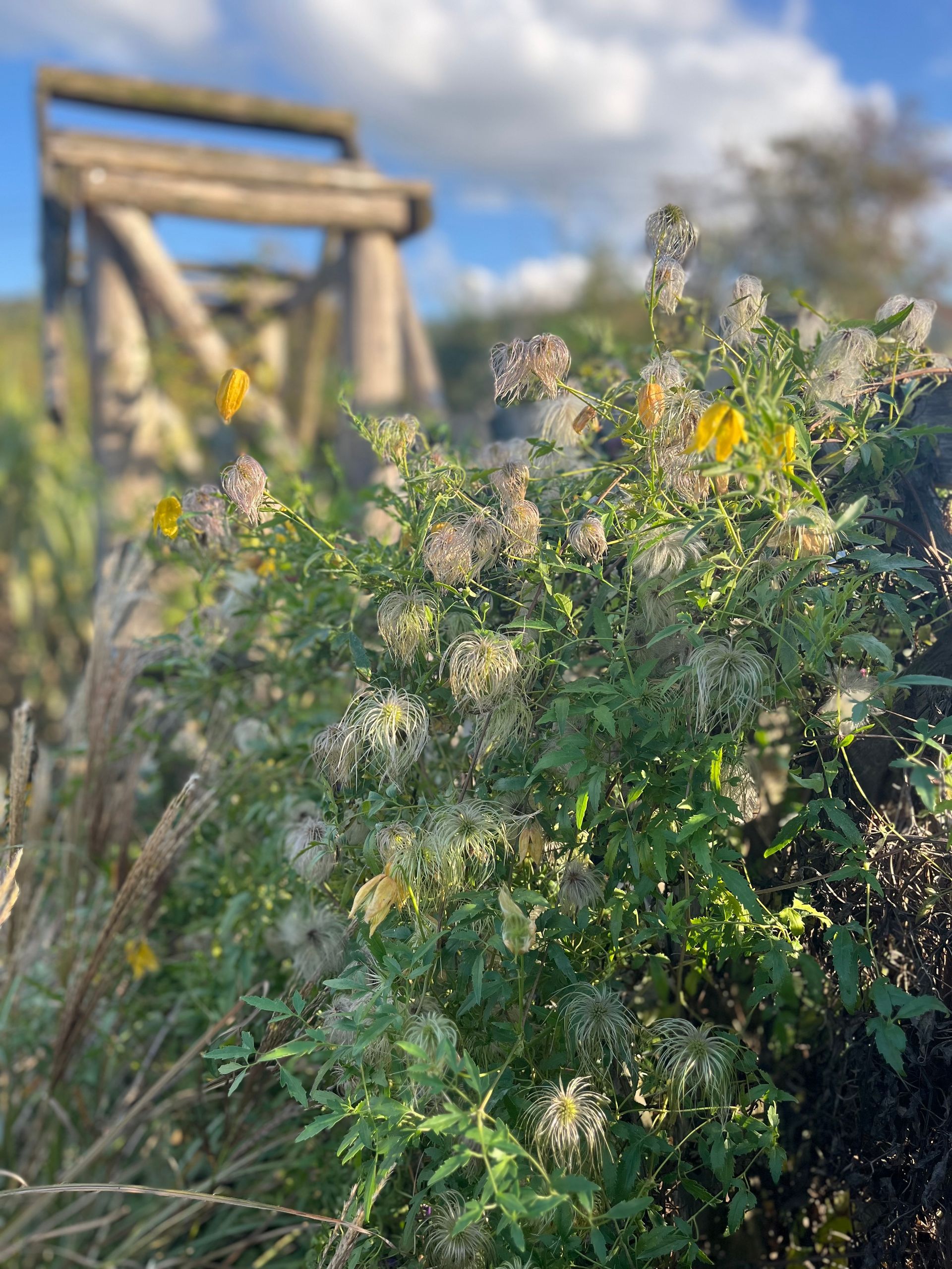 Garden planting design, wildlife-friendly, clematis fluffy seed heads, yellow, cottage, chestnut trellis arch, autumn