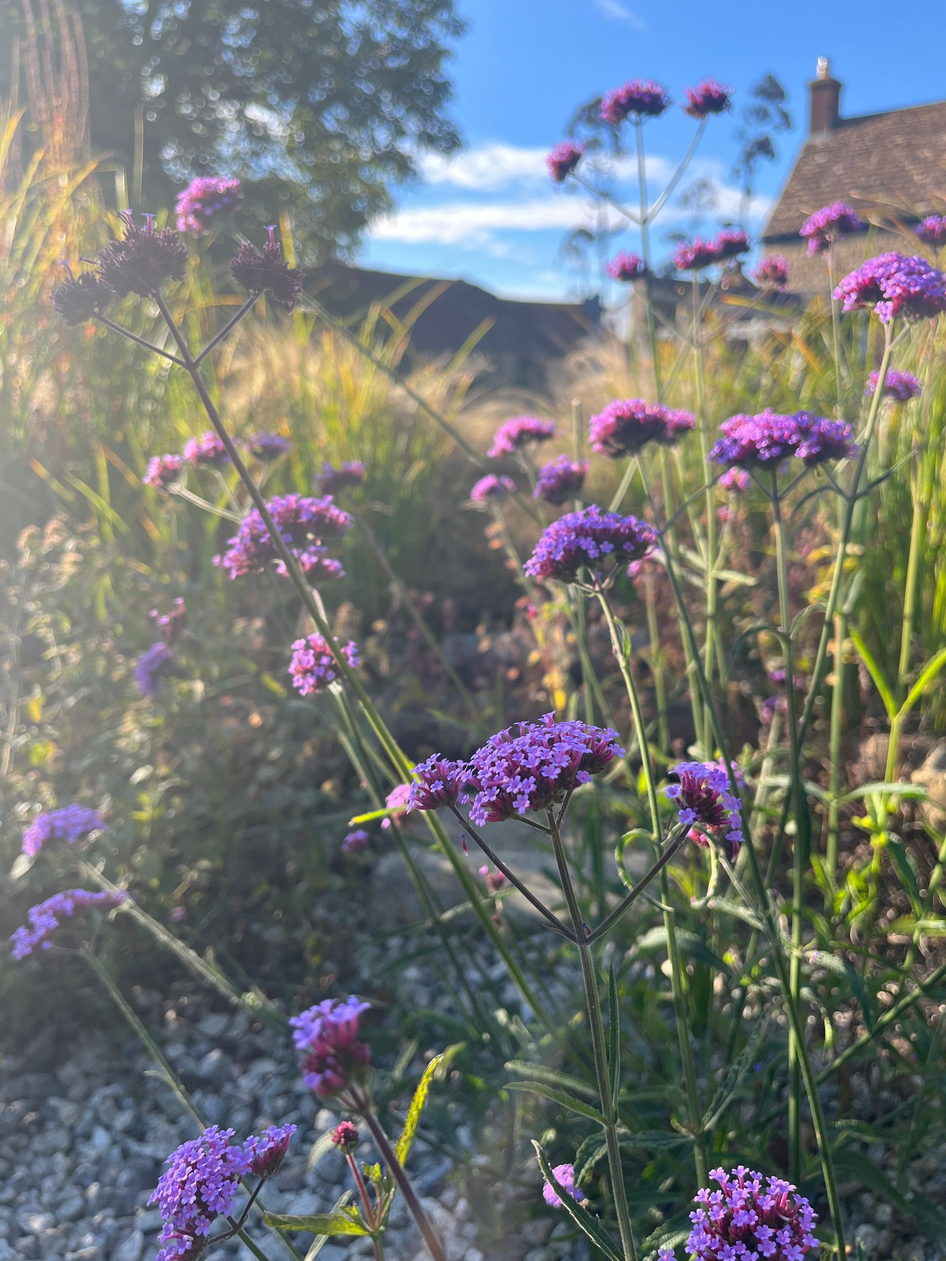 Garden planting design, wildlife-friendly, pollinators, cotswold farmhouse, naturalistic, grasses, purple top, verbena