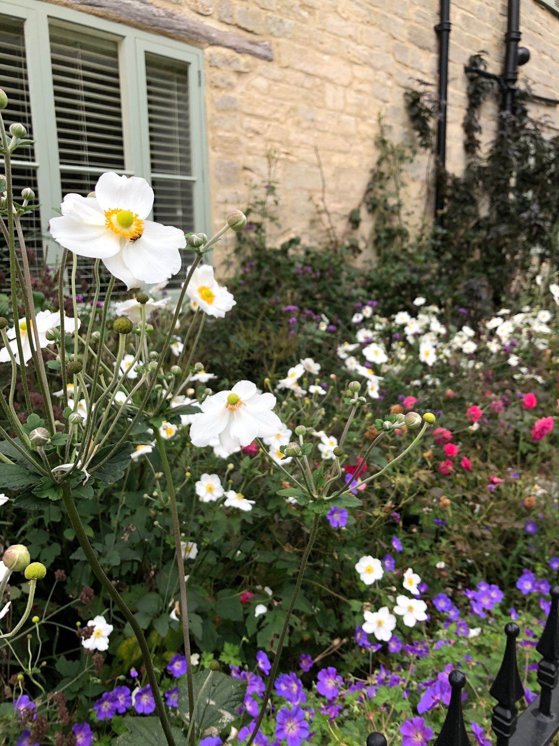 Planting design, wildlife-friendly, cotswold stone, cottage, farmhouse, railings, fence, roadside, curb appeal, white anemone