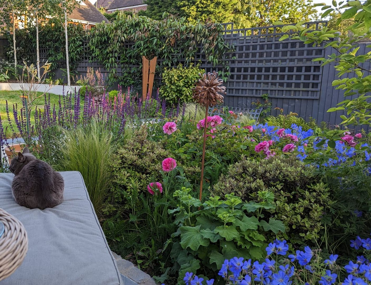 Garden planting design, suburban, urban, wildlife-friendly, trellis fence, corten steel, rust, cat, pet-friendly, rose, grass