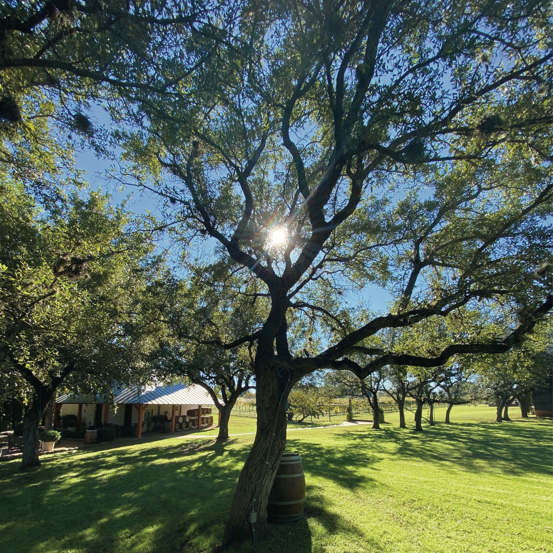 Stone House Oak Trees