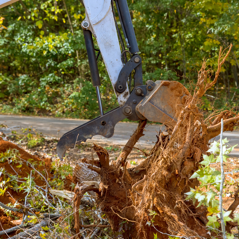 tree services in Georgia