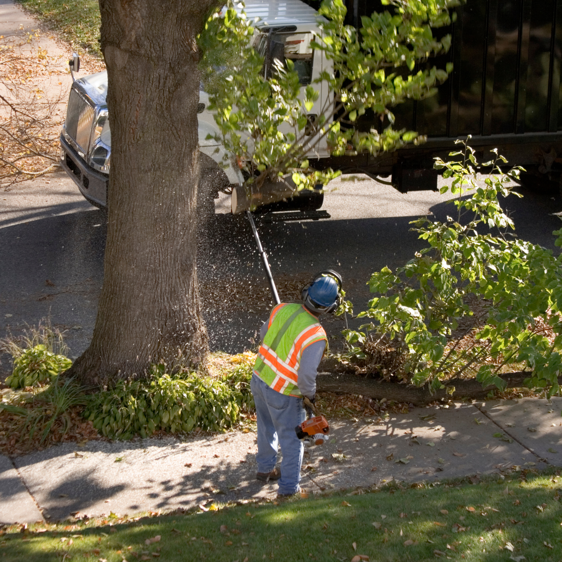 tree trimming