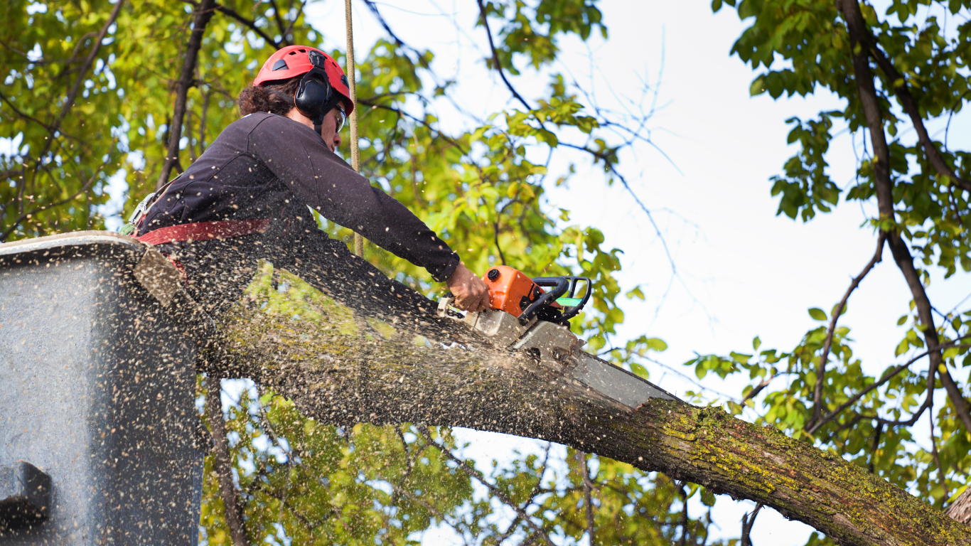 tree service company