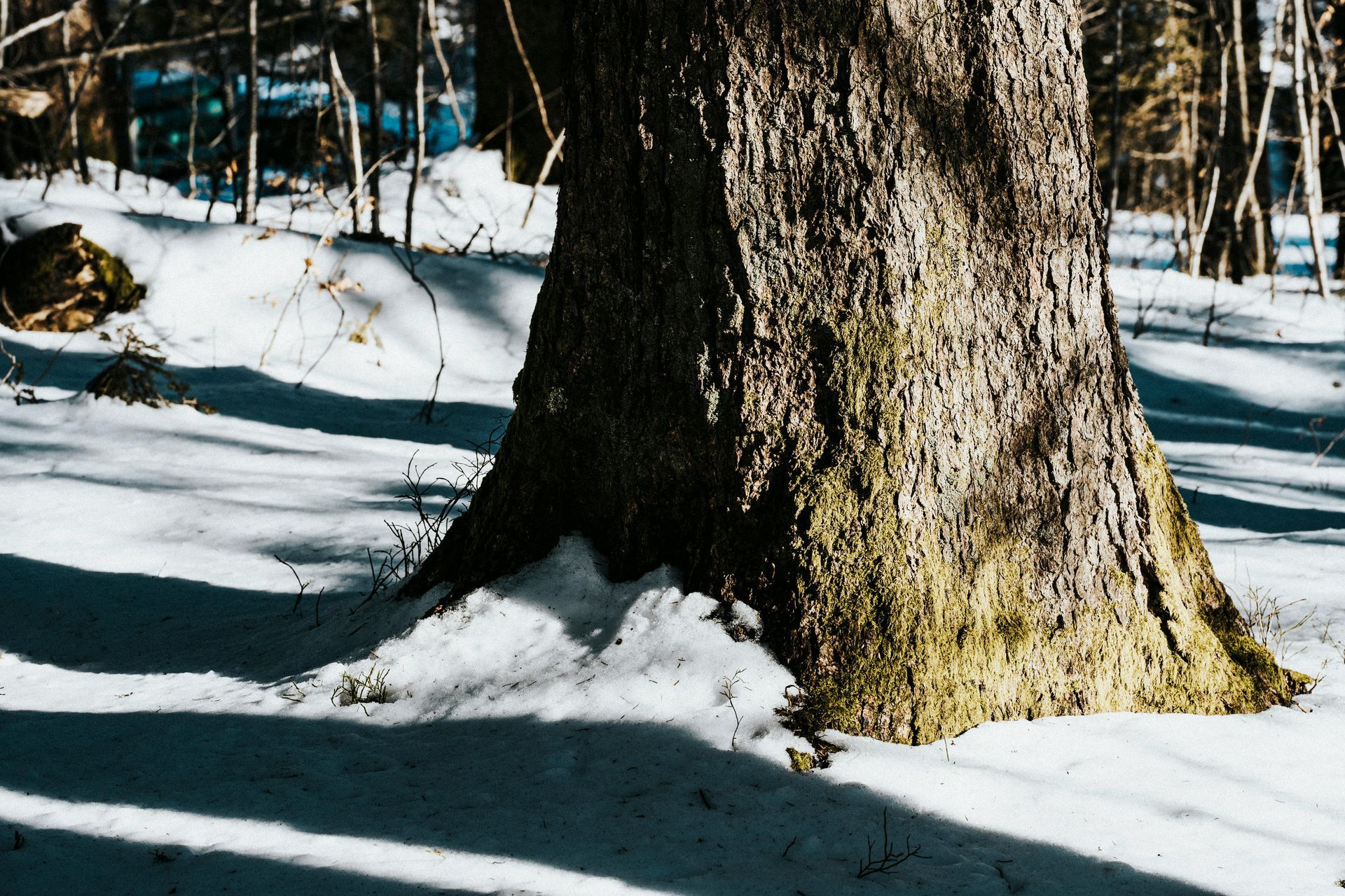 winter tree removal
