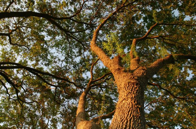 summer tree service