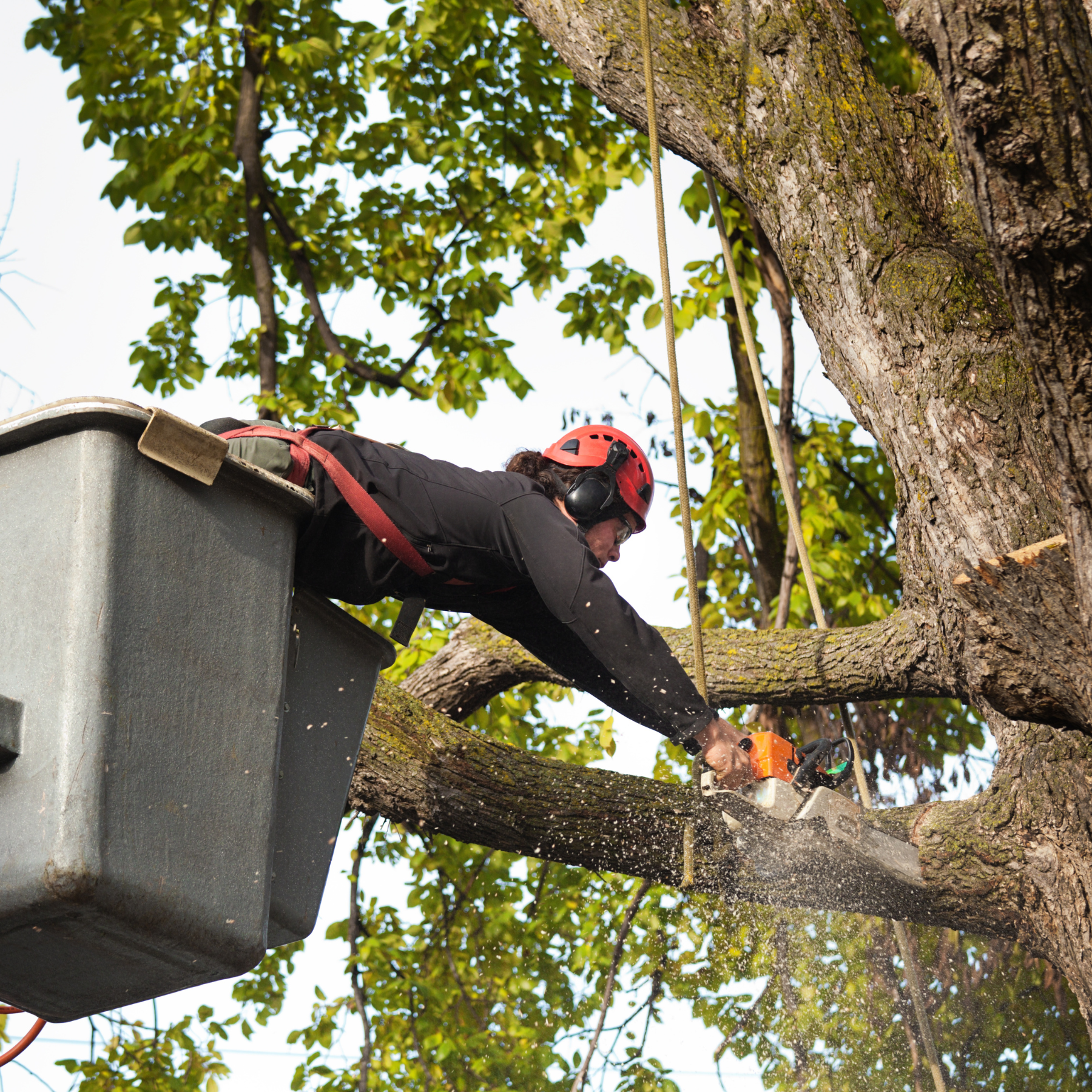 tree trimming company