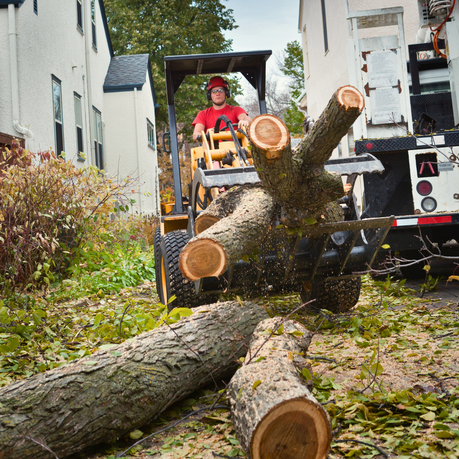 tree removal georgia