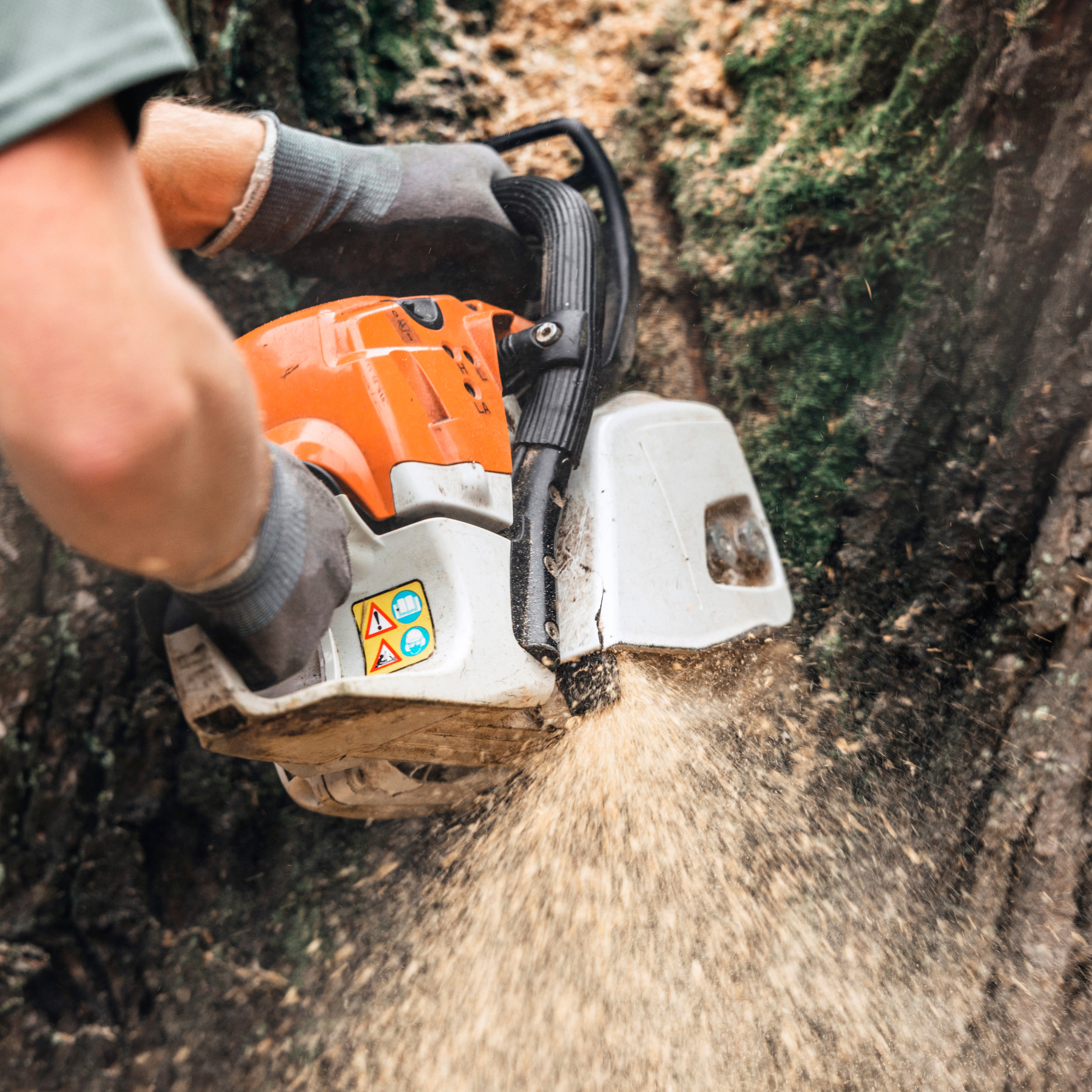 tree pruning