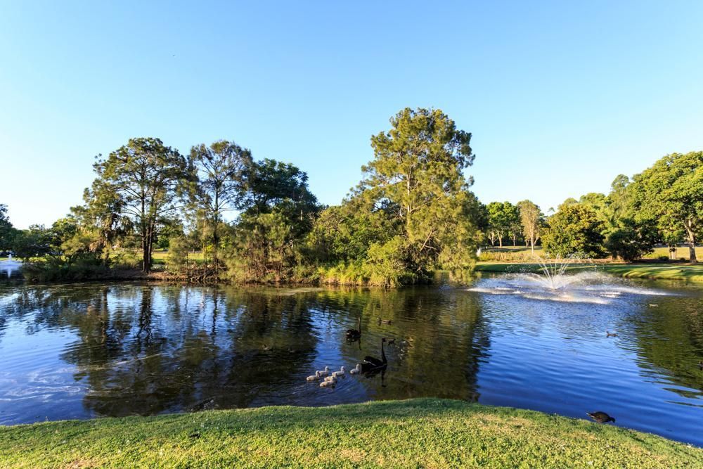 Pond in a Park With Trees and Ducks in It — Bargara Removals in Gympie, QLD