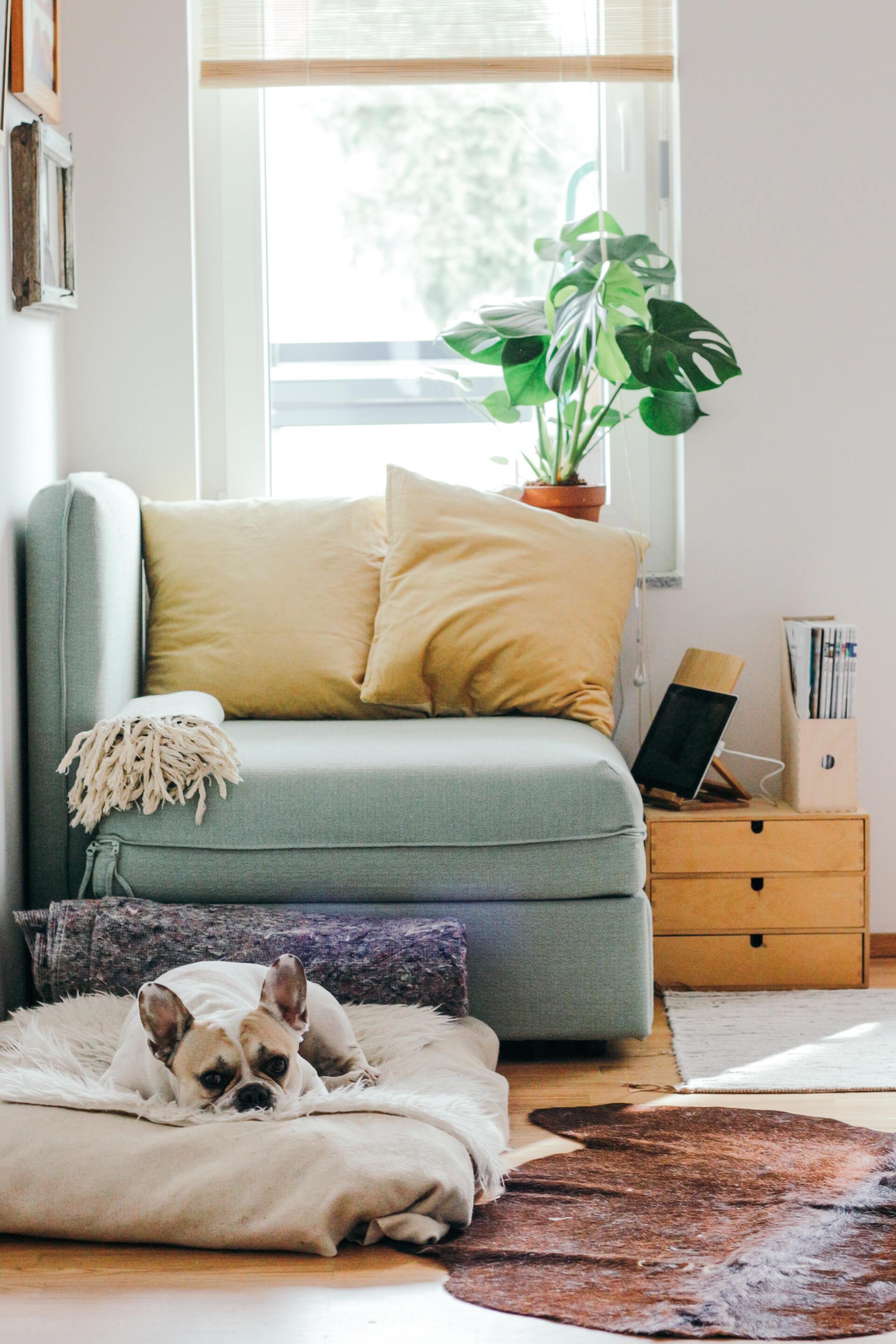 Dog is Laying on a Dog Bed in a Living Room Next to a Couch — Bargara Removals in Rubyanna, QLD