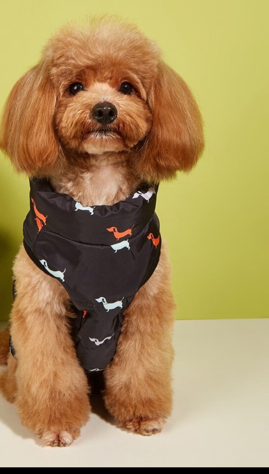Dog Vest