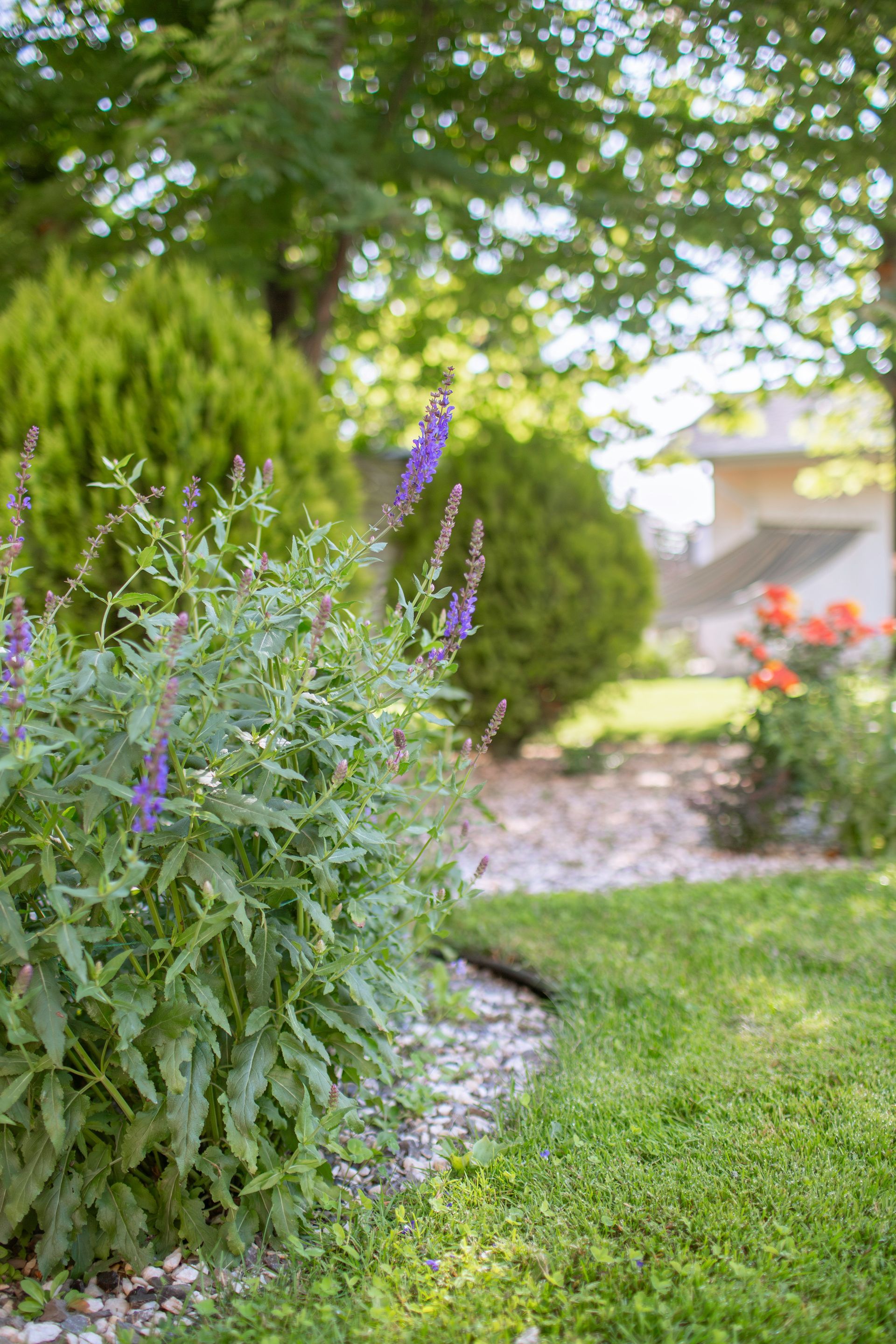 Garden path with green shrubs, purple flowers, and a sunlit lawn beneath trees