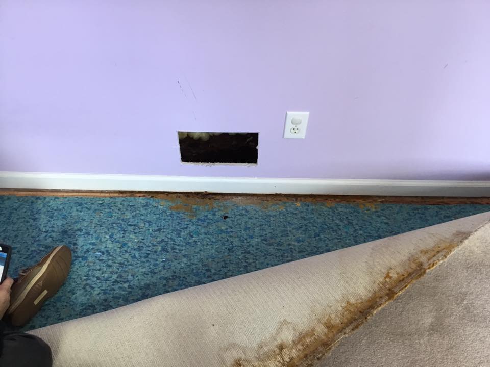 A room with a purple wall and a blue carpet.